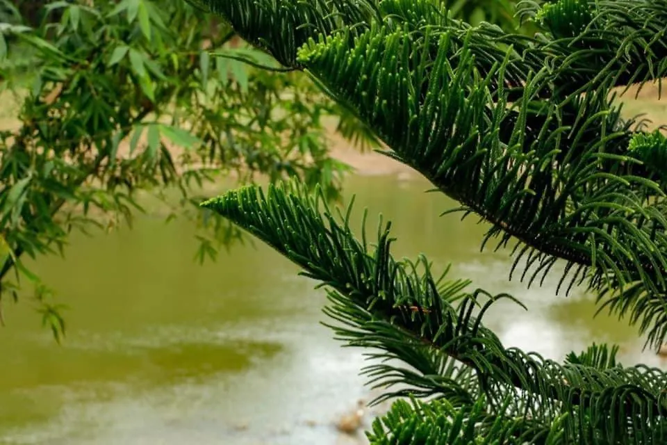 Sadhara River View Lodge Kandy Apartment